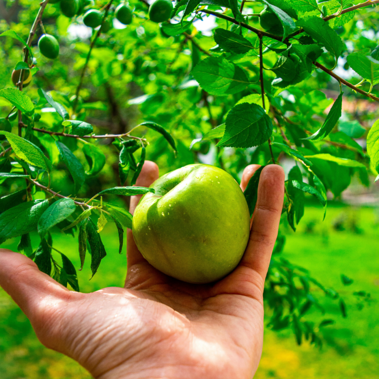 Apfel in der Hand Apfel in der Hand